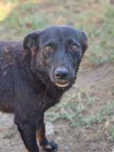 MELOU, Hund, Mischlingshund in Rumänien - Bild 5