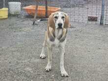 PADDY, Hund, Mischlingshund in Griechenland - Bild 1