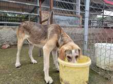 PADDY, Hund, Mischlingshund in Griechenland - Bild 2