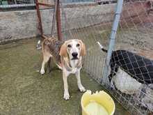 PADDY, Hund, Mischlingshund in Griechenland - Bild 3