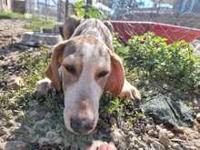 PADDY, Hund, Mischlingshund in Griechenland - Bild 4