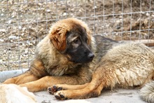 ROBBY, Hund, Mischlingshund in Griechenland - Bild 3