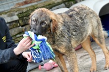 ROBBY, Hund, Mischlingshund in Griechenland - Bild 4