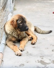 ROBBY, Hund, Mischlingshund in Griechenland - Bild 5