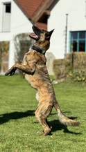 KEANU, Hund, Malinois in Unterschleißheim - Bild 2