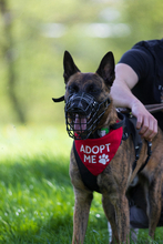 KEANU, Hund, Malinois in Unterschleißheim - Bild 3