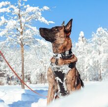 KEANU, Hund, Malinois in Unterschleißheim - Bild 4