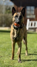 KEANU, Hund, Malinois in Unterschleißheim - Bild 5