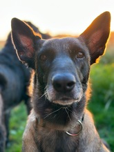 BELLA, Hund, Malinois in Cremlingen - Bild 2