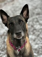 BELLA, Hund, Malinois in Cremlingen - Bild 5