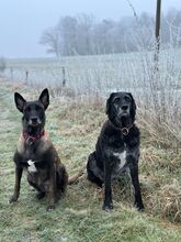 BELLA, Hund, Malinois in Cremlingen - Bild 6