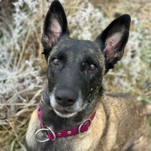 BELLA, Hund, Malinois in Cremlingen - Bild 7