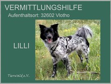 LILLI, Hund, Mischlingshund in Overath - Bild 1