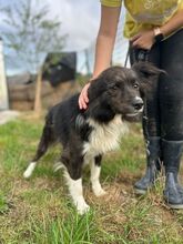 JASPER, Hund, Mischlingshund in Slowakische Republik - Bild 2