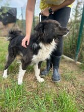 JASPER, Hund, Mischlingshund in Slowakische Republik - Bild 3