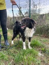 JASPER, Hund, Mischlingshund in Slowakische Republik - Bild 4