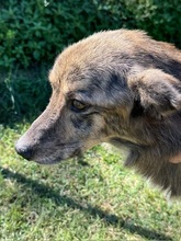 BOURBON, Hund, Collie-Mix in Heroldsberg