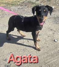 AGATA, Hund, Mischlingshund in Portugal - Bild 2