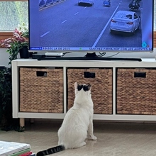 LUNARCITO, Katze, Europäisch Kurzhaar in Spanien - Bild 6