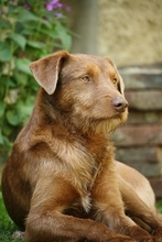 KIAM, Hund, Podenco-Mix in Kalbe - Bild 5