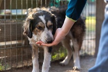 AJKO, Hund, Mischlingshund in Rumänien - Bild 1