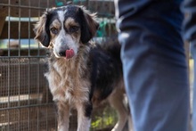 AJKO, Hund, Mischlingshund in Rumänien - Bild 2