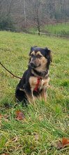 LUFI3, Hund, Terrier-Mix in Hattingen - Bild 2