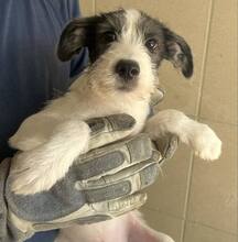 LEO11, Hund, Terrier-Mix in Ungarn