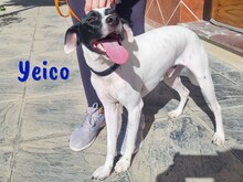 YEICO, Hund, Ratonero Bodeguero Andaluz-Mix in Spanien - Bild 10