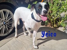 YEICO, Hund, Ratonero Bodeguero Andaluz-Mix in Spanien - Bild 5