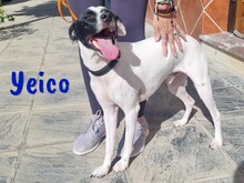 YEICO, Hund, Ratonero Bodeguero Andaluz-Mix in Spanien - Bild 8