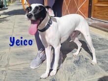 YEICO, Hund, Ratonero Bodeguero Andaluz-Mix in Spanien - Bild 9