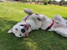 BIANCO, Hund, Maremmano-Mix in Italien - Bild 1