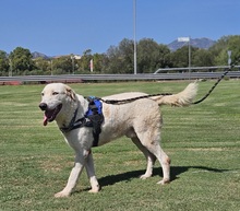 BIANCO, Hund, Maremmano-Mix in Italien - Bild 2