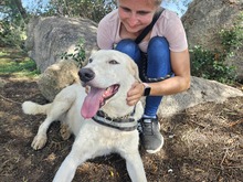 BIANCO, Hund, Maremmano-Mix in Italien - Bild 3