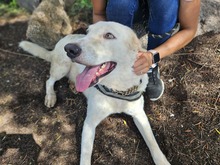 BIANCO, Hund, Maremmano-Mix in Italien - Bild 4