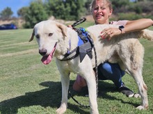 BIANCO, Hund, Maremmano-Mix in Italien - Bild 5