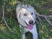 BIANCO, Hund, Maremmano-Mix in Italien - Bild 6