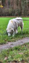 ALAIN, Hund, Maremmano-Mix in Wietze - Bild 2