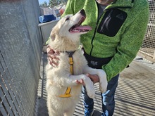 ALAIN, Hund, Maremmano-Mix in Wietze - Bild 7