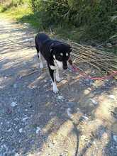 ARCHIEO, Hund, Mischlingshund in Frankreich - Bild 3