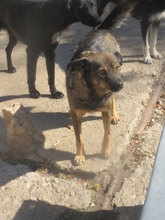 XENIA, Hund, Mischlingshund in Güglingen - Bild 10