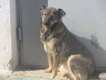 XENIA, Hund, Mischlingshund in Güglingen - Bild 5