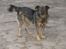 XENIA, Hund, Mischlingshund in Güglingen - Bild 6