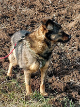 XENIA, Hund, Mischlingshund in Güglingen - Bild 8