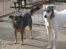 XENIA, Hund, Mischlingshund in Güglingen - Bild 9