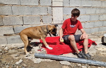 THOR, Hund, Mischlingshund in Spanien - Bild 10