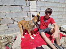 THOR, Hund, Mischlingshund in Spanien - Bild 11