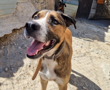 THOR, Hund, Mischlingshund in Spanien - Bild 3