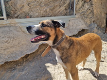 THOR, Hund, Mischlingshund in Spanien - Bild 8